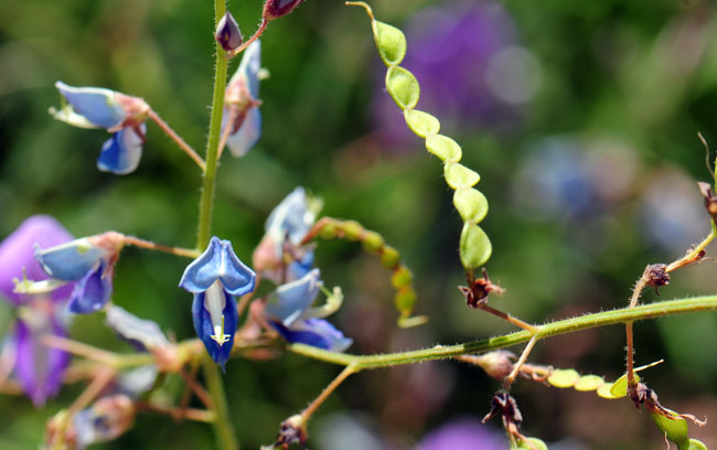 San Pedro Ticktrefoil fruits have a constricted seed pod as shown in the photo. The Greek root “desmos” means “chain”, a reference to the look of the fruit. Desmodium batocaulon